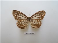 藏品(絹斑蝶)的圖片